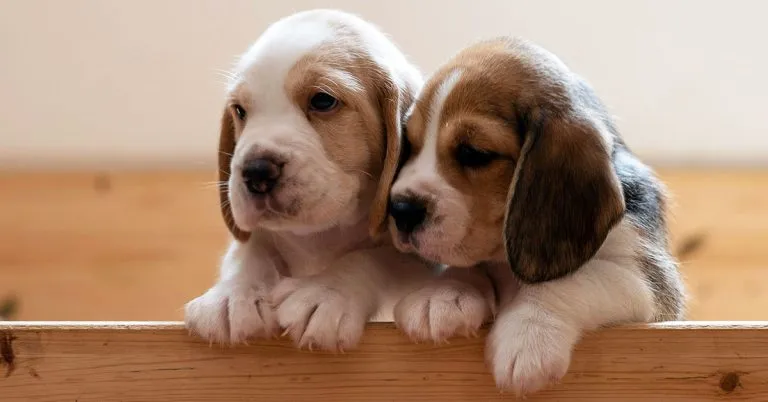 700+ Paw-some Dog Names: The Ultimate List for Finding the Perfect Fit