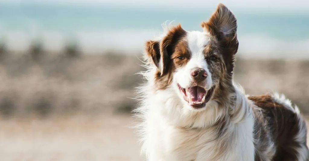 Legendary dog names