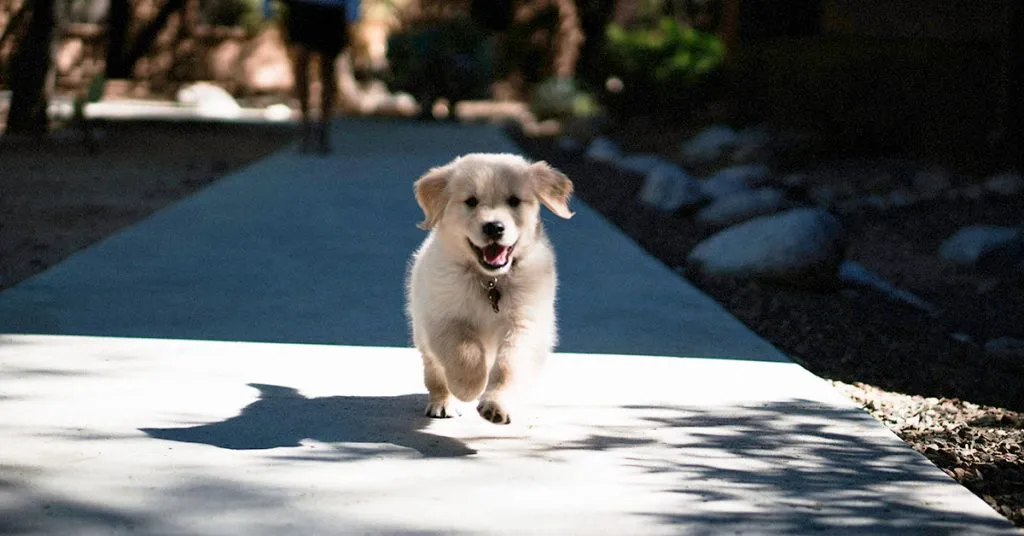 Dog names based on food and drink