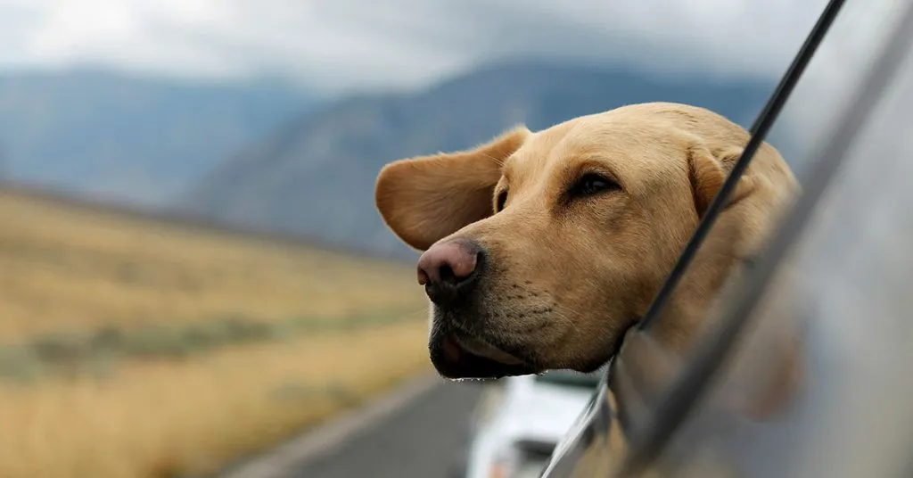 Adventurous dog names