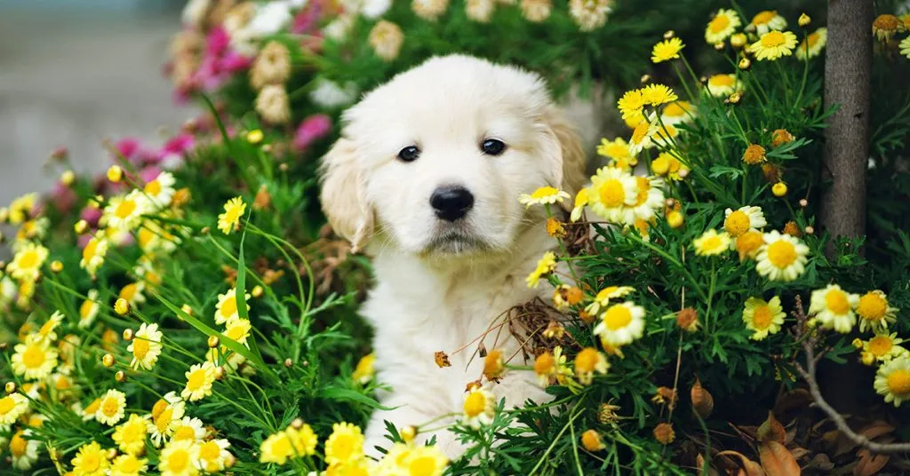 Ultimate list of dog names