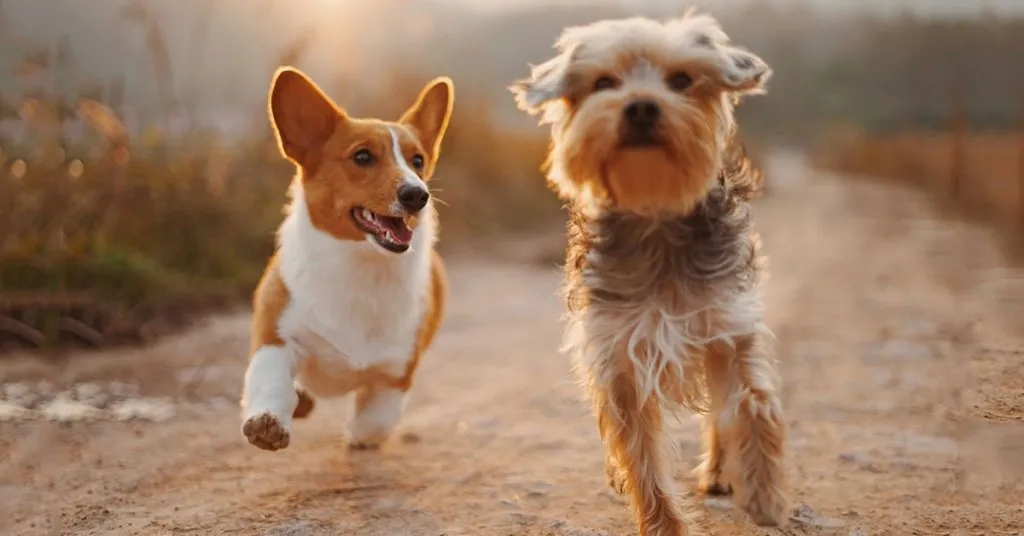 Adorable Duo Names for Your Four-Legged Friends