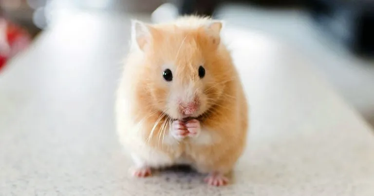300+ Adorable Hamster Names: The Ultimate List for Your Tiny Friend