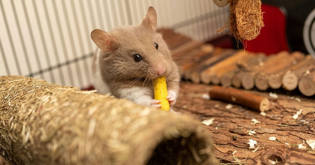 Deliciously Adorable Food-Inspired Hamster Names