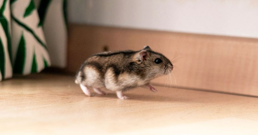 Hamster Names Inspired by Movies, TV, and More
