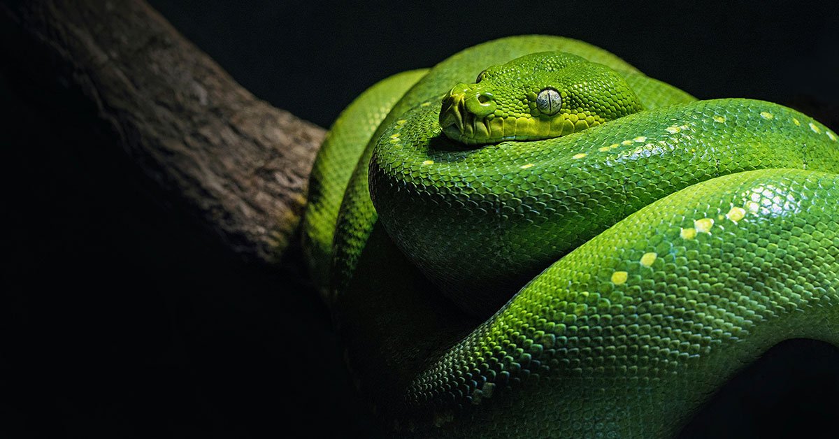 290 Sssensational Snake Names: The Ultimate List for Your Slithery Friend
