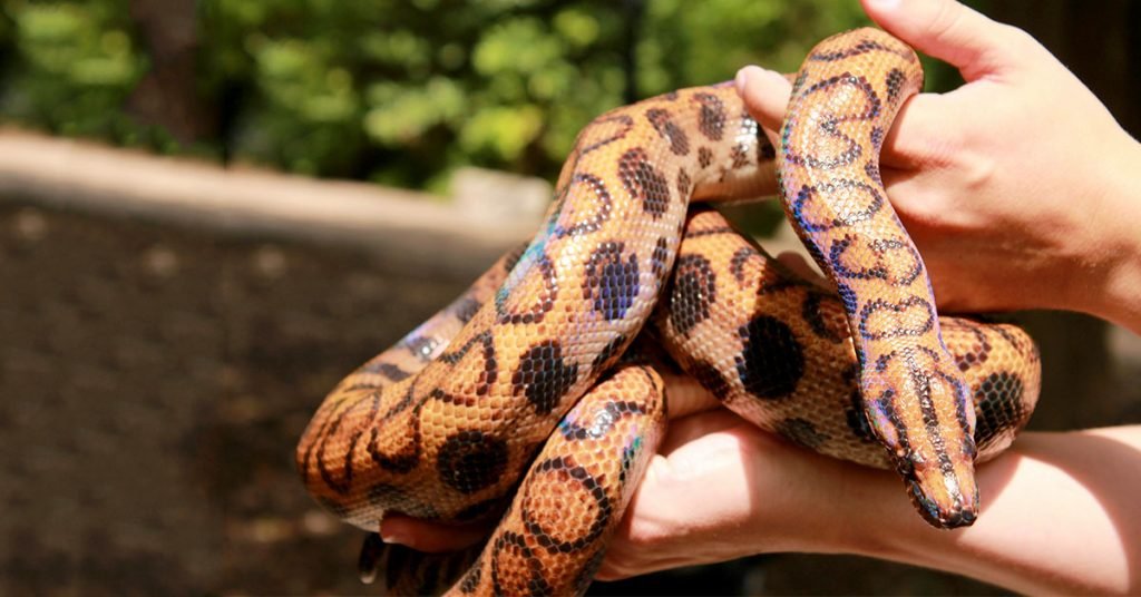 Names That Celebrate Your Snake's Quirks