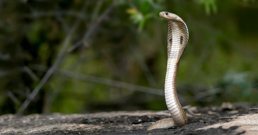 Legendary Names for Legendary Snakes