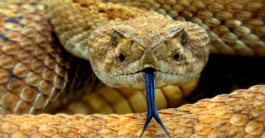 Pop culture snake names