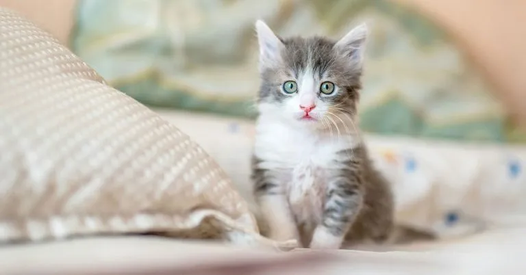 Purrfectly Adorable: 136 Cute Cat Names to Make You Swoon