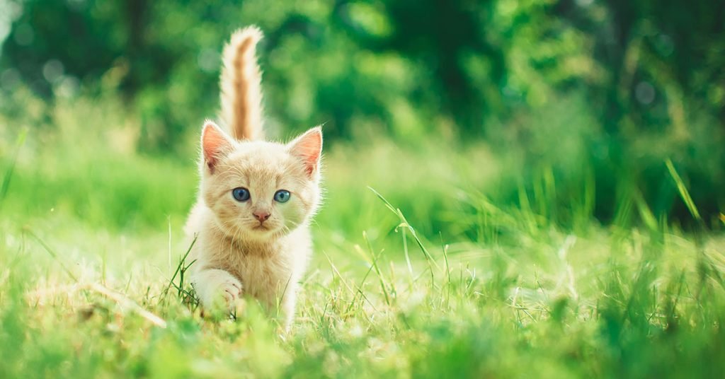 Nature inspired cute cat names