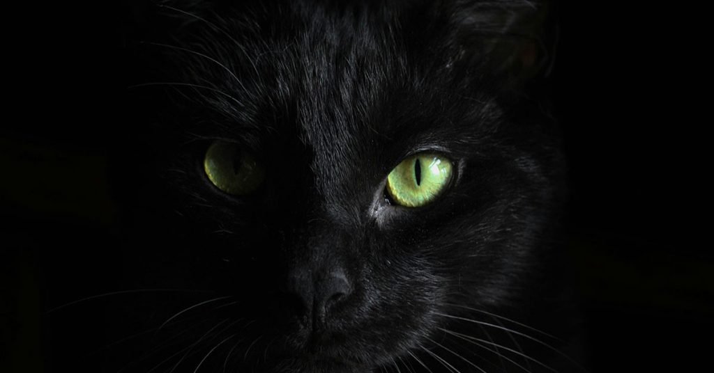 color inspired cat names