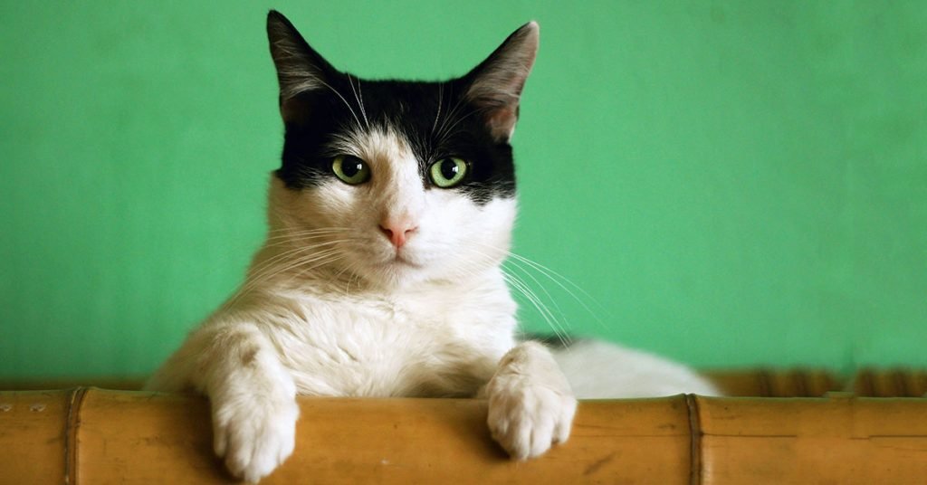 Personality inspired cute cat names