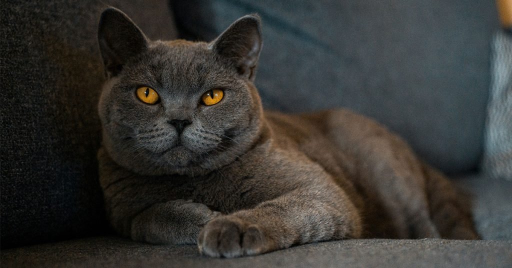 celestial inspired cat names