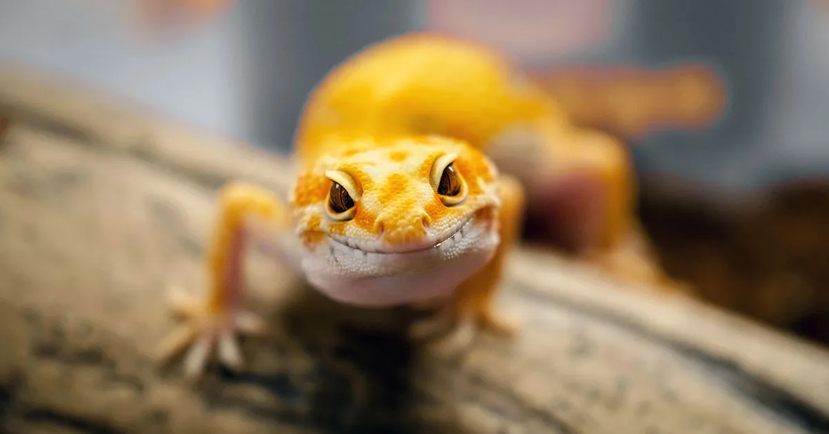 300+ Cool & Creative Lizard Names for Your Scaly Sidekick