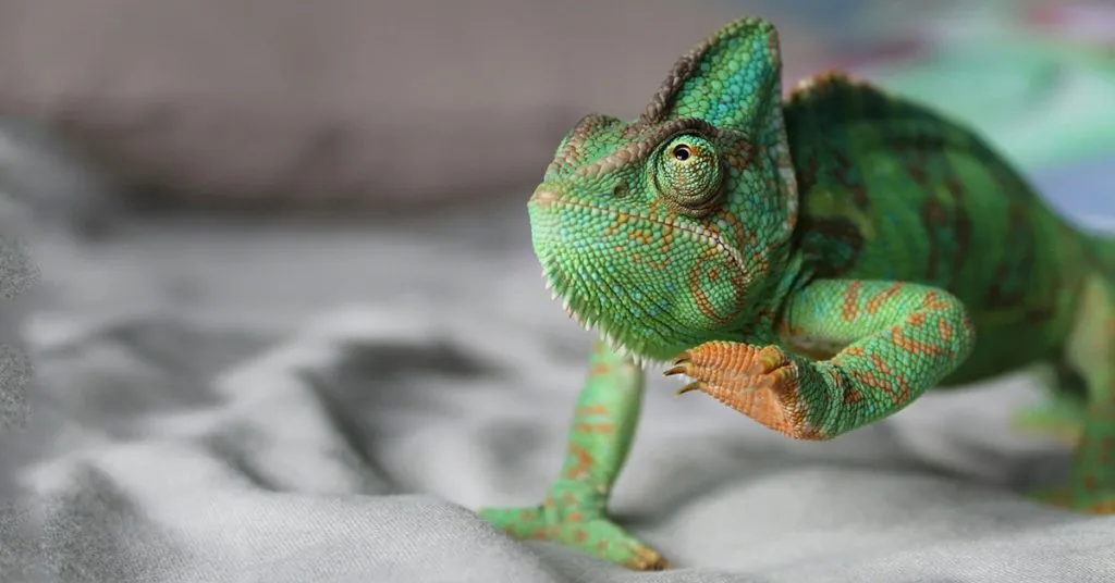 Species specific lizard names