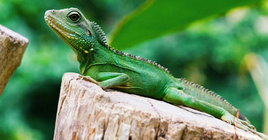 Names That Celebrate Your Lizard's Quirks