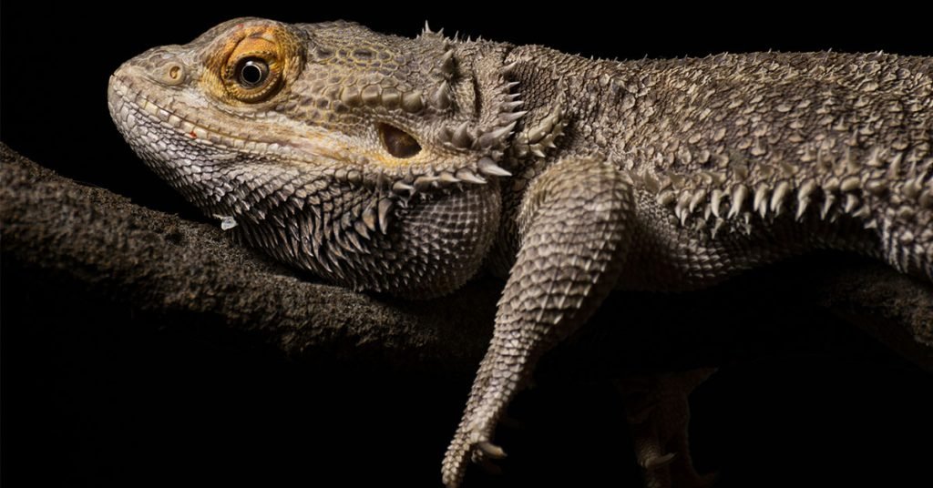 Legendary lizard names