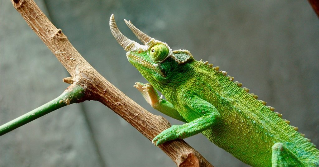 Pop culture related lizard names