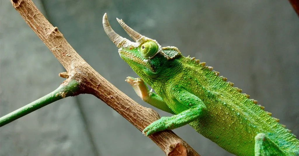 Pop culture related lizard names
