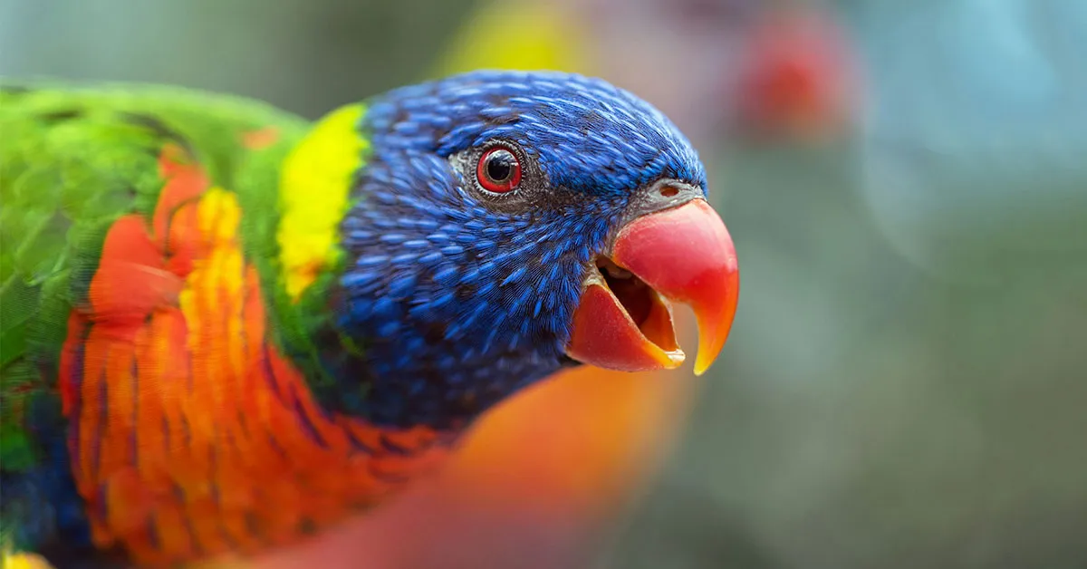 200 Parrot Names That Will Make You Squawk with Delight!