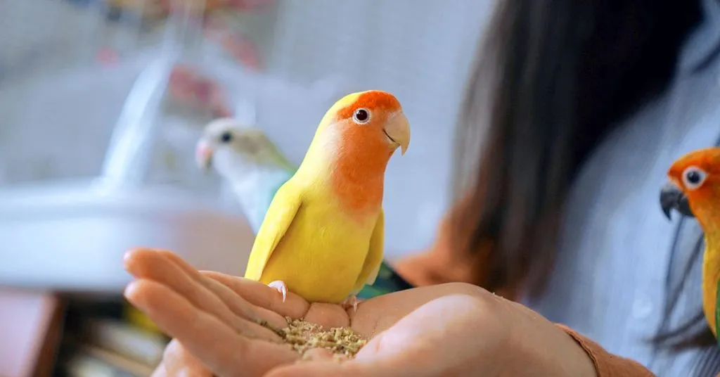 plumage inspired parrot names