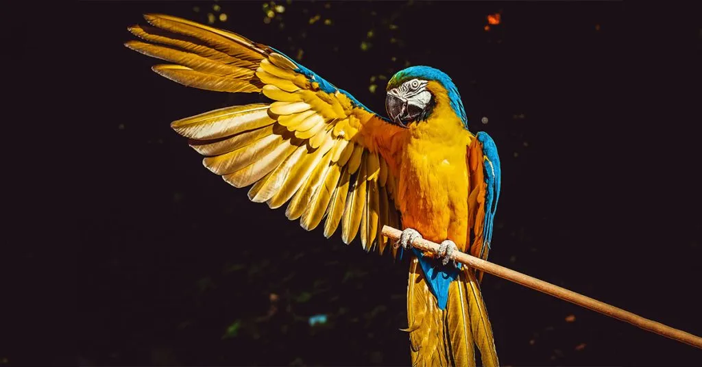 personality inspired parrot names