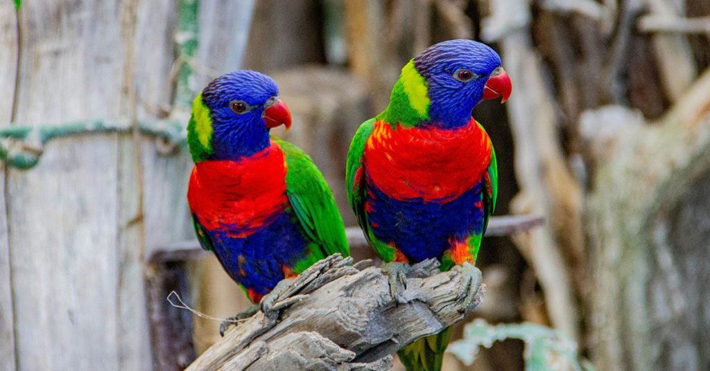 pop culture inspired parrot names