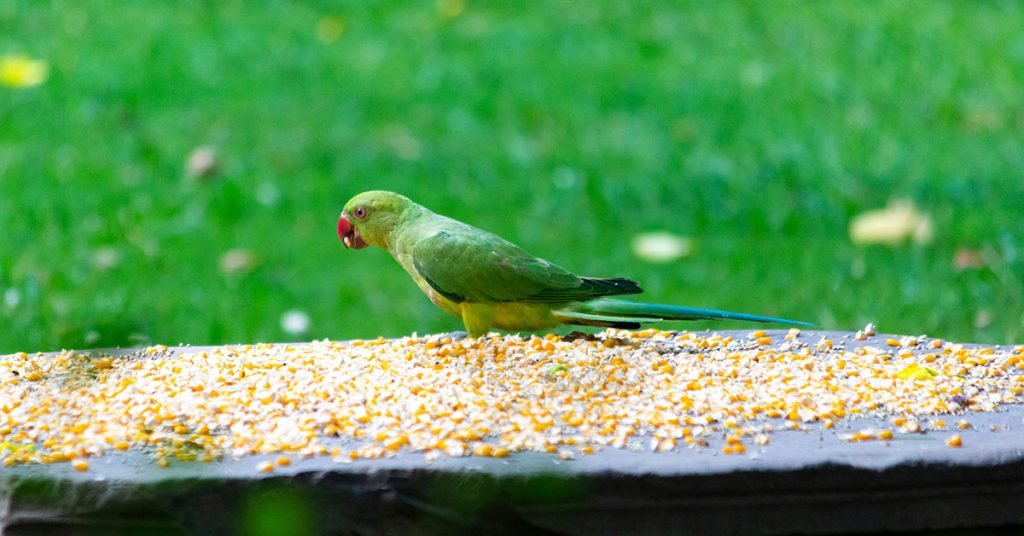 food inspired parrot names