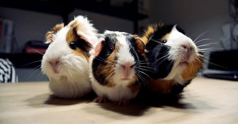 125 Adorable Guinea Pig Names That Are Simply Squeak-tacular!