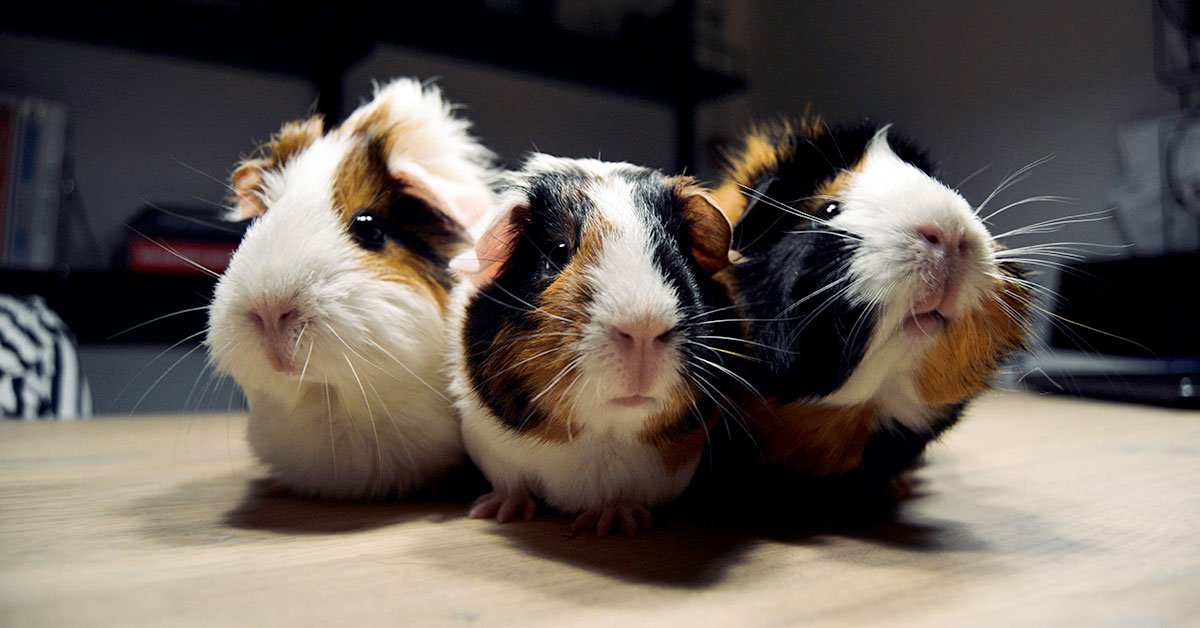 125 Adorable Guinea Pig Names That Are Simply Squeak-tacular!